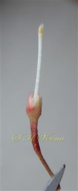  Pistil